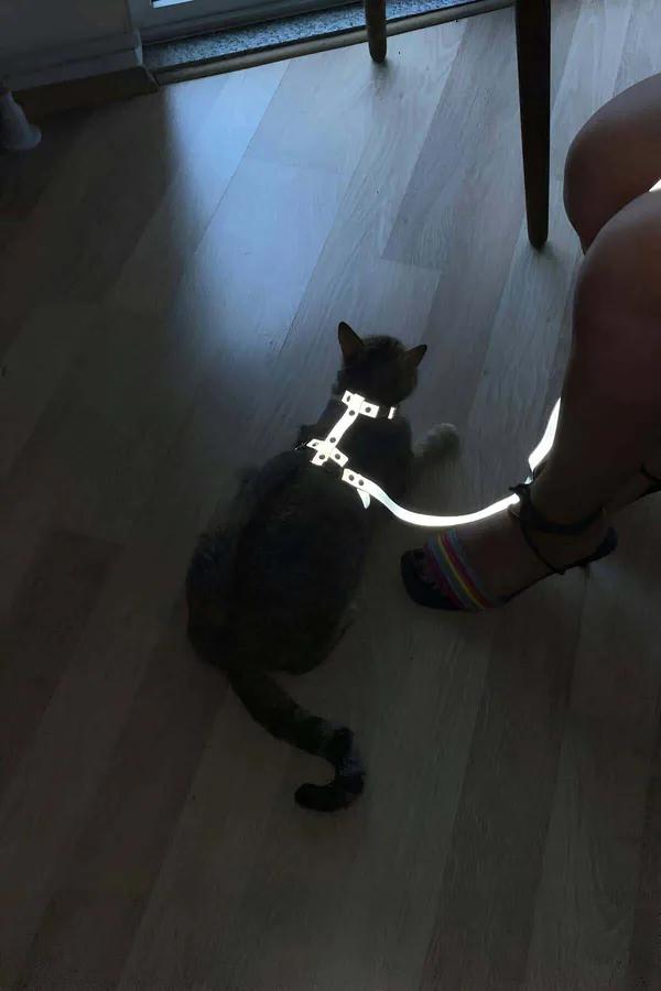 Reflective Body Harness with Detachable Leash