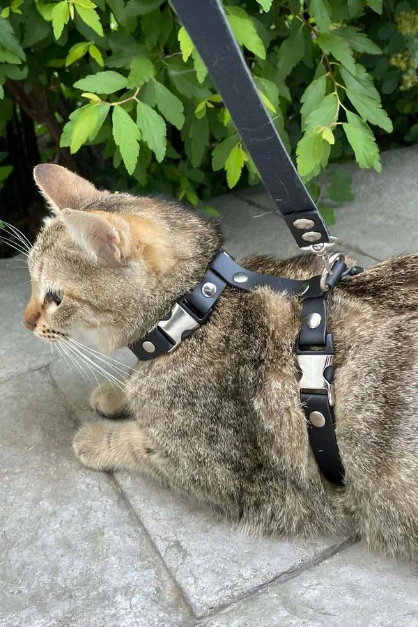 Adjustable Black Faux Leather Cat Harness with Quick-Release Buckles