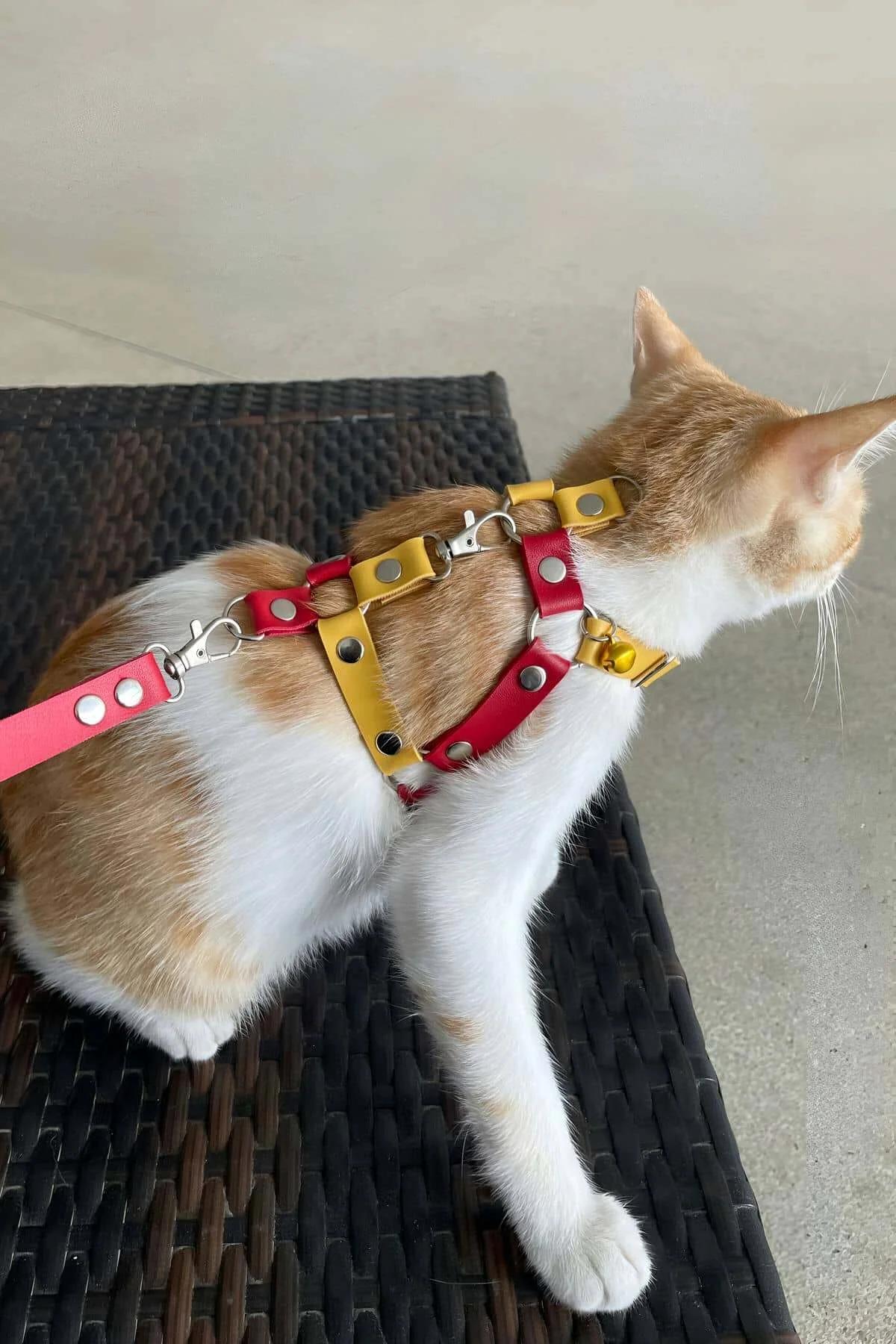 Adjustable Chest Harness with Leash Attachment for Cats